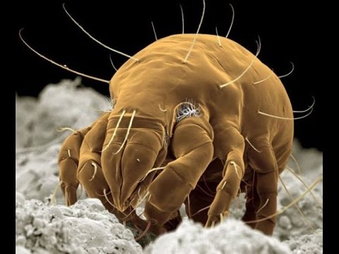 Ektoplasma Bulunan Canlılar: Uzman Derlemesi [2026] - Kapak Görseli